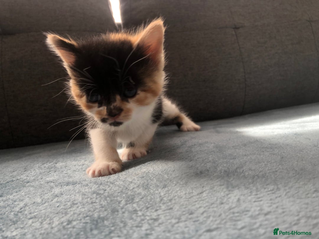 Mixed Breed cats for sale: 5 kittens for sale - Advert 24