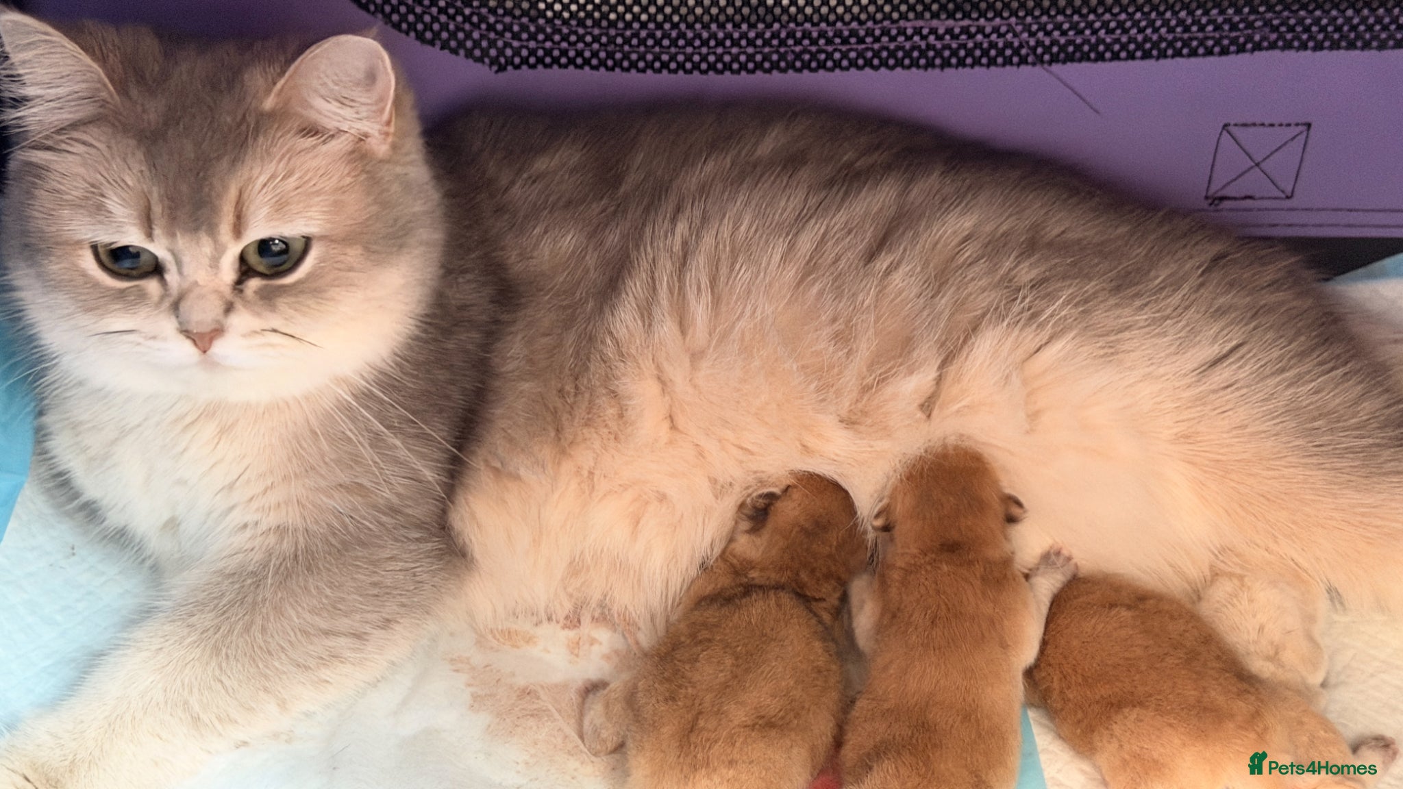 British Shorthair cats BSH Golden kittens from Champions Line 🏆 - Advert 1