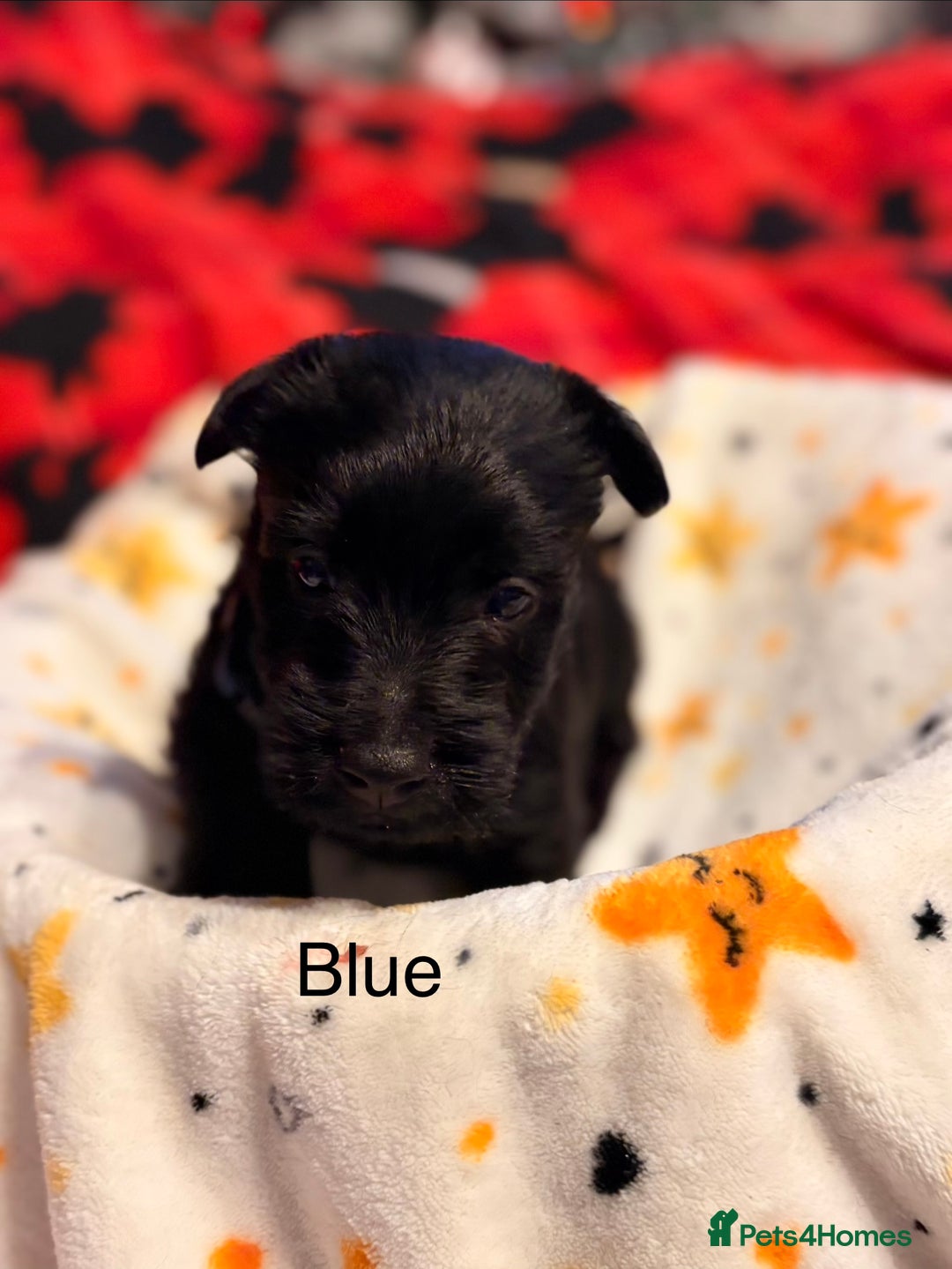 Scottish Terrier dogs for sale: 2 beautiful Scottish terrier boys available  - Advert 2