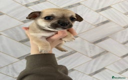 Chihuahua dogs for sale: 1 short haired chihuahua girl left  - Image 1