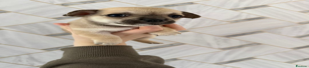 Chihuahua Puppy 1