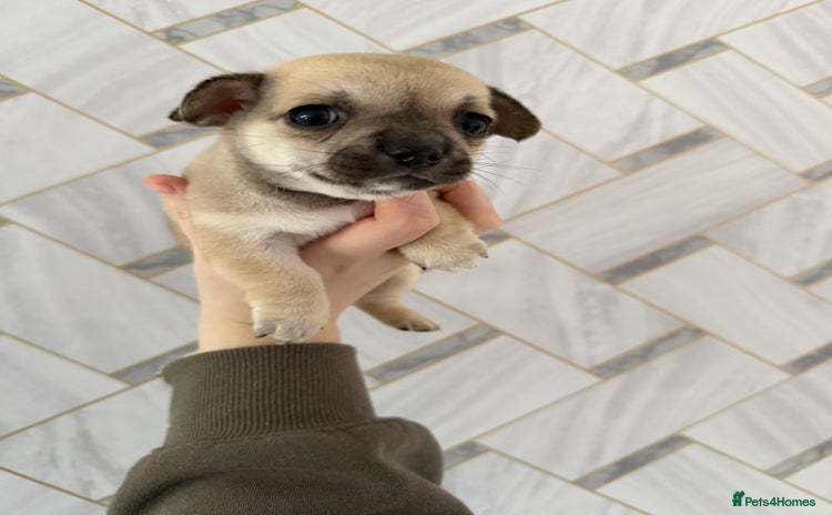 Chihuahua dogs - Advert 1