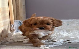 Cavapoo dogs for sale: Toy cavapoo f1 - Image 2