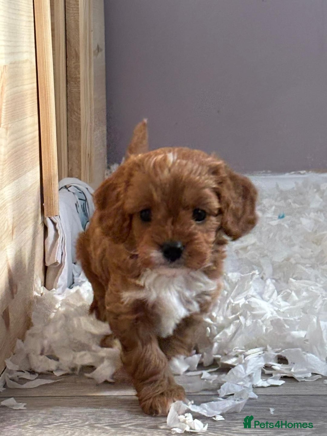 Cavapoo dogs for sale: Toy cavapoo f1 - Image 2