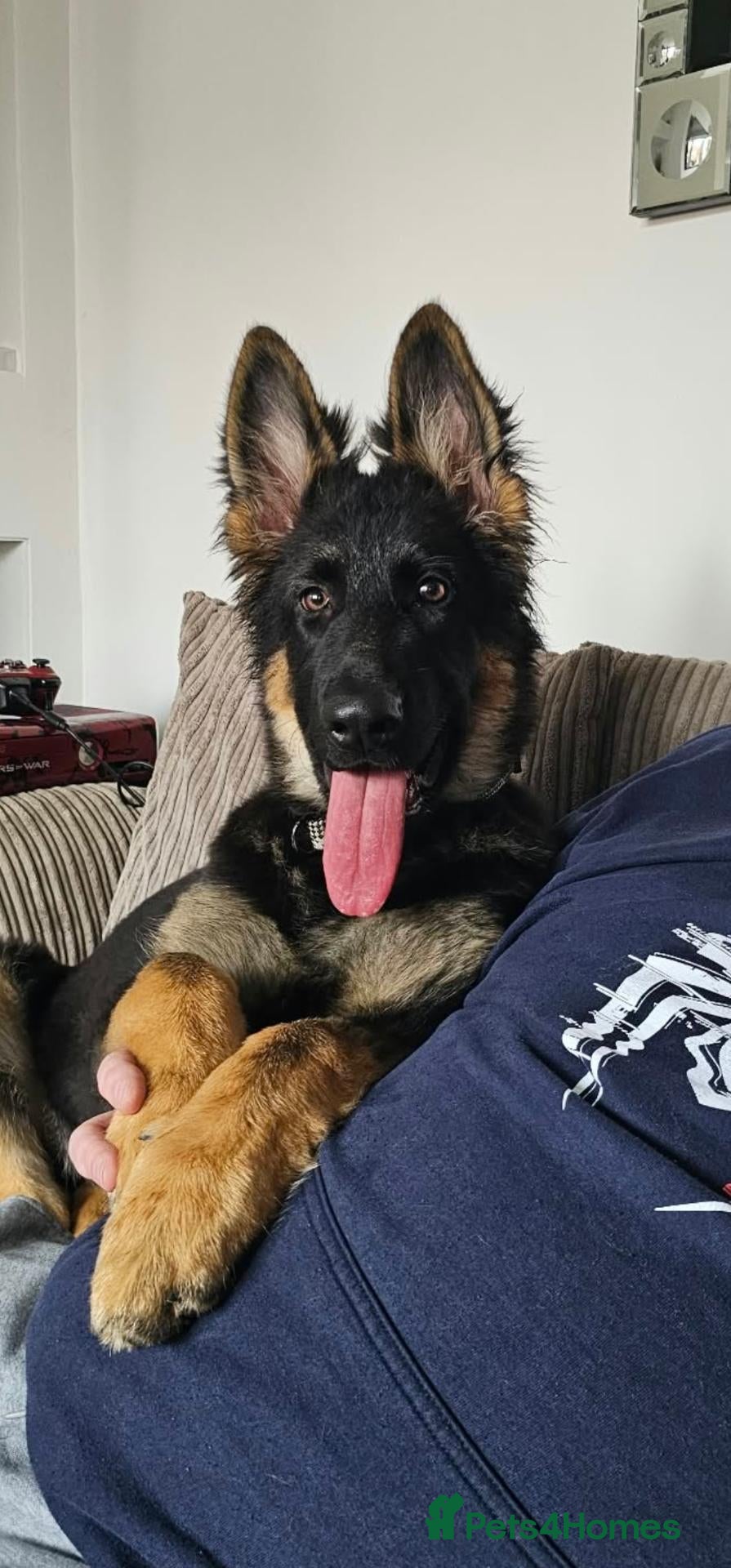 German Shepherd dogs German shepherd 4months old - Advert 1
