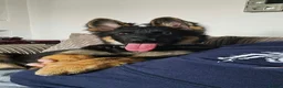 German Shepherd dogs for sale: German shepherd 4months old in Seaham - Advert 1