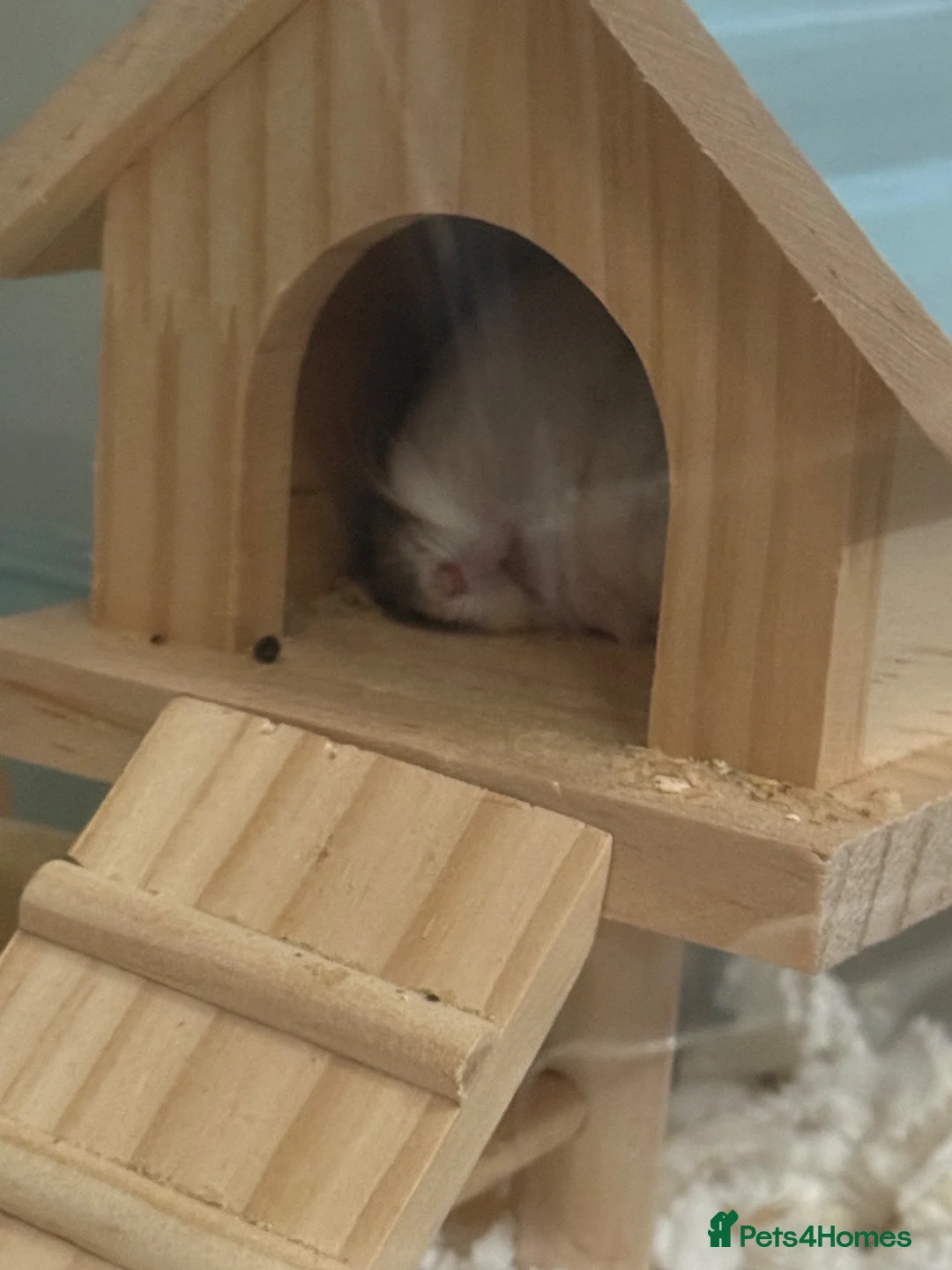 Hamster rodents for sale: Russian Dwarf Hamster - Advert 2
