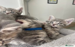British Shorthair cats for sale: Beautiful kittens❤️ - Image 17