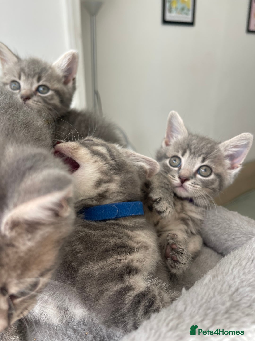 British Shorthair cats for sale: Beautiful kittens❤️ - Image 17