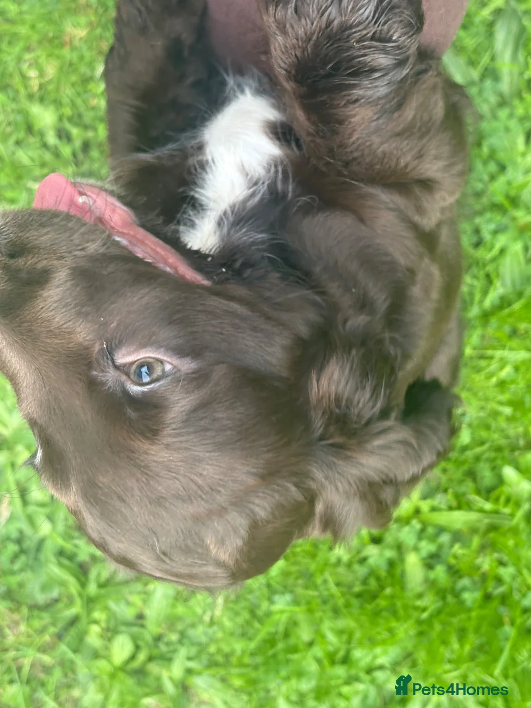 Cocker Spaniel dogs for sale: Beautiful Chocolate cocker spaniels puppies in Liverpool - Advert 4