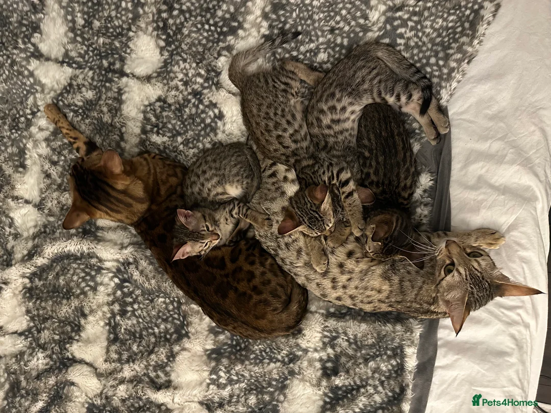 Bengal cats for sale: Sepia Bengal X Savannah kittens Extremely rare  - Advert 21
