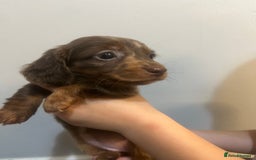 Miniature Dachshund dogs for sale: Gorgeous Miniature Dachshunds - Image 13
