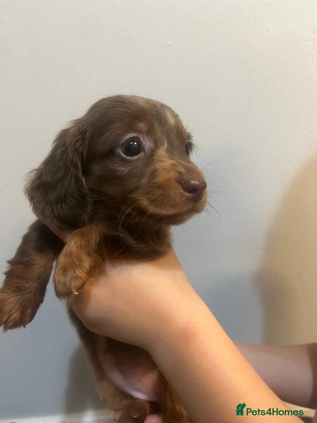 Miniature Dachshund dogs for sale: Gorgeous Miniature Dachshunds - Image 13