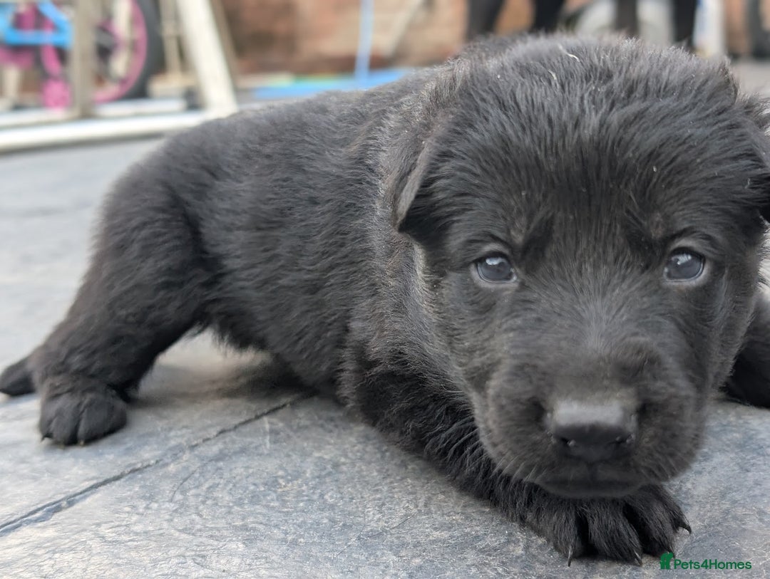 German Shepherd dogs for sale: Gorgeous Black German Shepherd Puppies. - Image 35