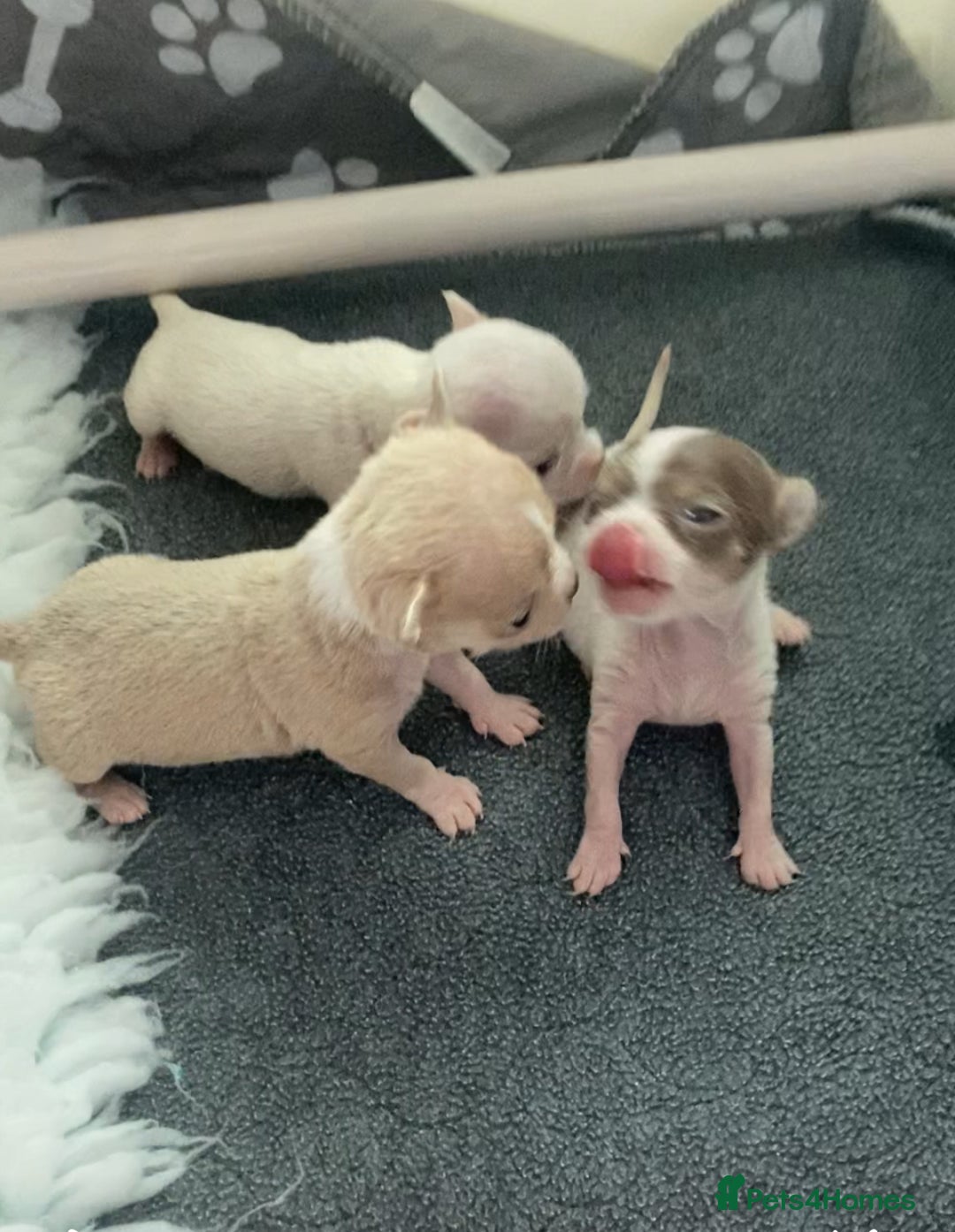 Chihuahua dogs for sale: Exquisite KC Registered Apple Chihuahua Puppies 💖 - Image 22