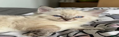 Seal Tabby