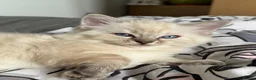 Ragdoll cats for sale: 4 Pure Ragdoll Kittens  - Advert 7