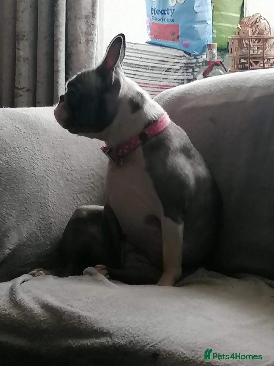 French Bulldog dogs for sale: 3yr old Frenchie Girl - Advert 4