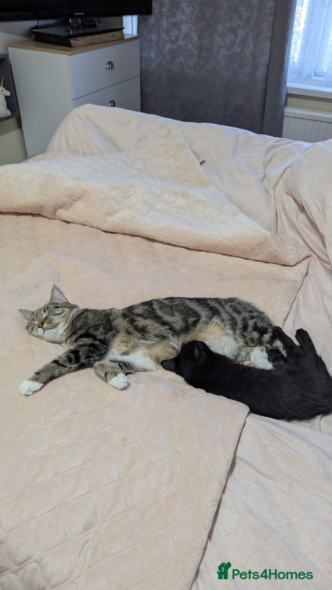 European cats for sale: Magic black kitten READY TO MOVE  - Image 9