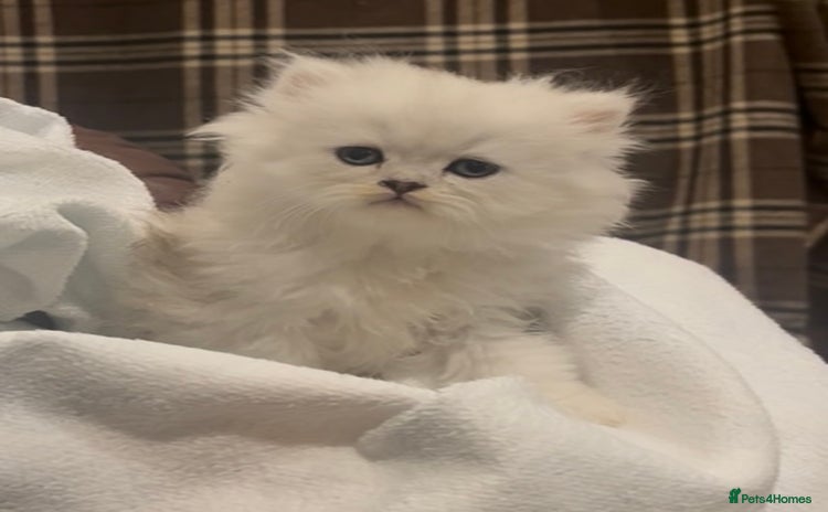 Persian cats - Advert 1