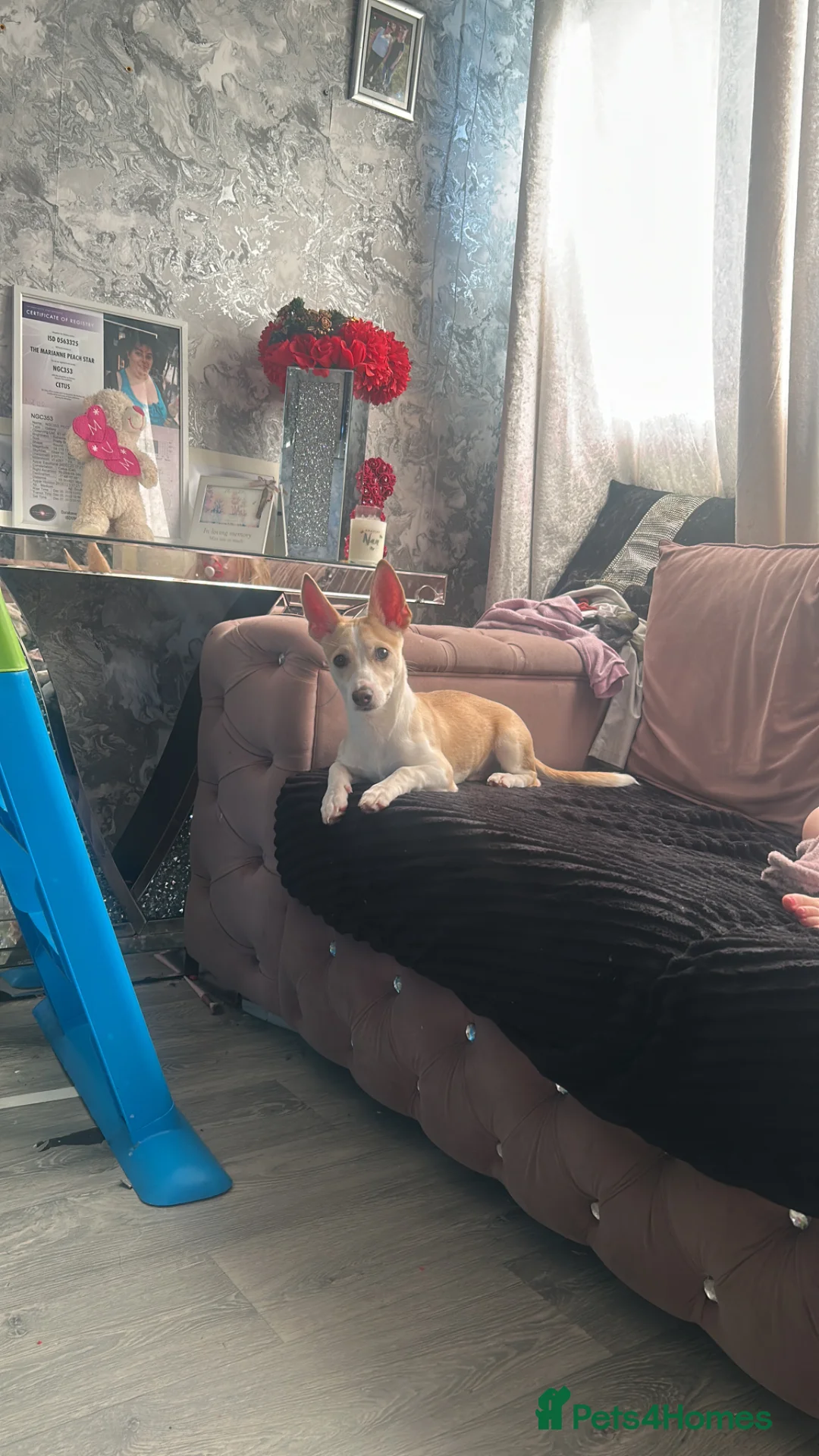 Jack Chi dogs for sale: Meet milo  - Advert 1