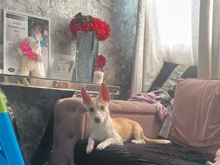 Jack Chi dogs Meet milo - Advert 1