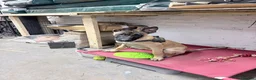 Belgian Shepherd Dog dogs for sale: Belgium Malabar puppy in London - Advert 5