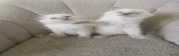 Ragdoll cats for sale: 2 left health tested parents pure ragdoll baby's  - Advert 5