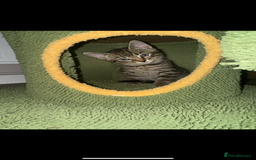 Mixed Breed cats for sale: Mixed breed tabby  - Image 6