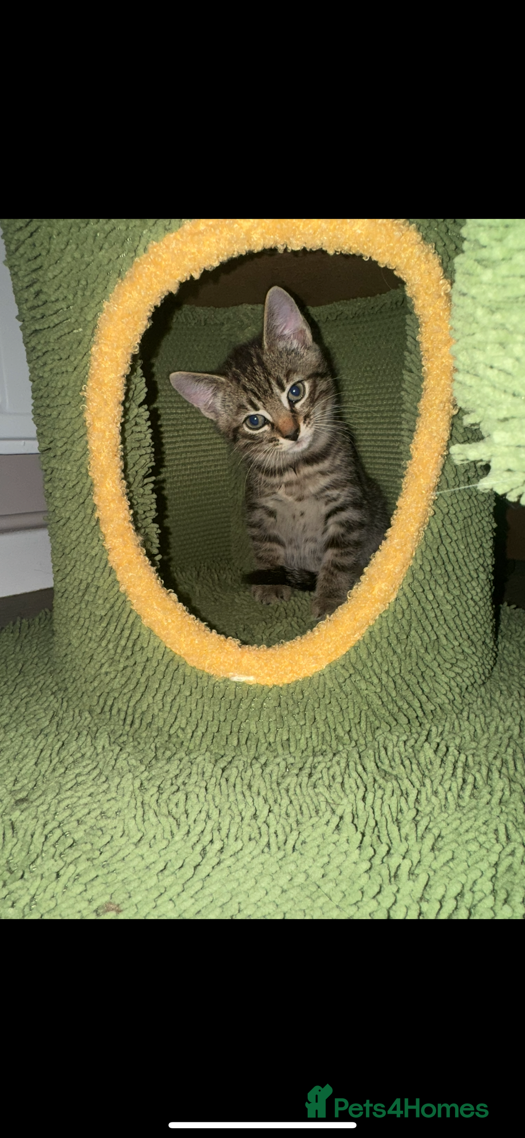 Mixed Breed cats for sale: Mixed breed tabby  - Image 6