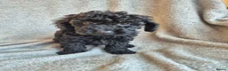 Miniature Poodle dogs for sale: Ready now! Only 2 girls left  - Advert 16