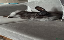 French Lop rabbits for sale: Meet Reggie and Pepper - Image 4
