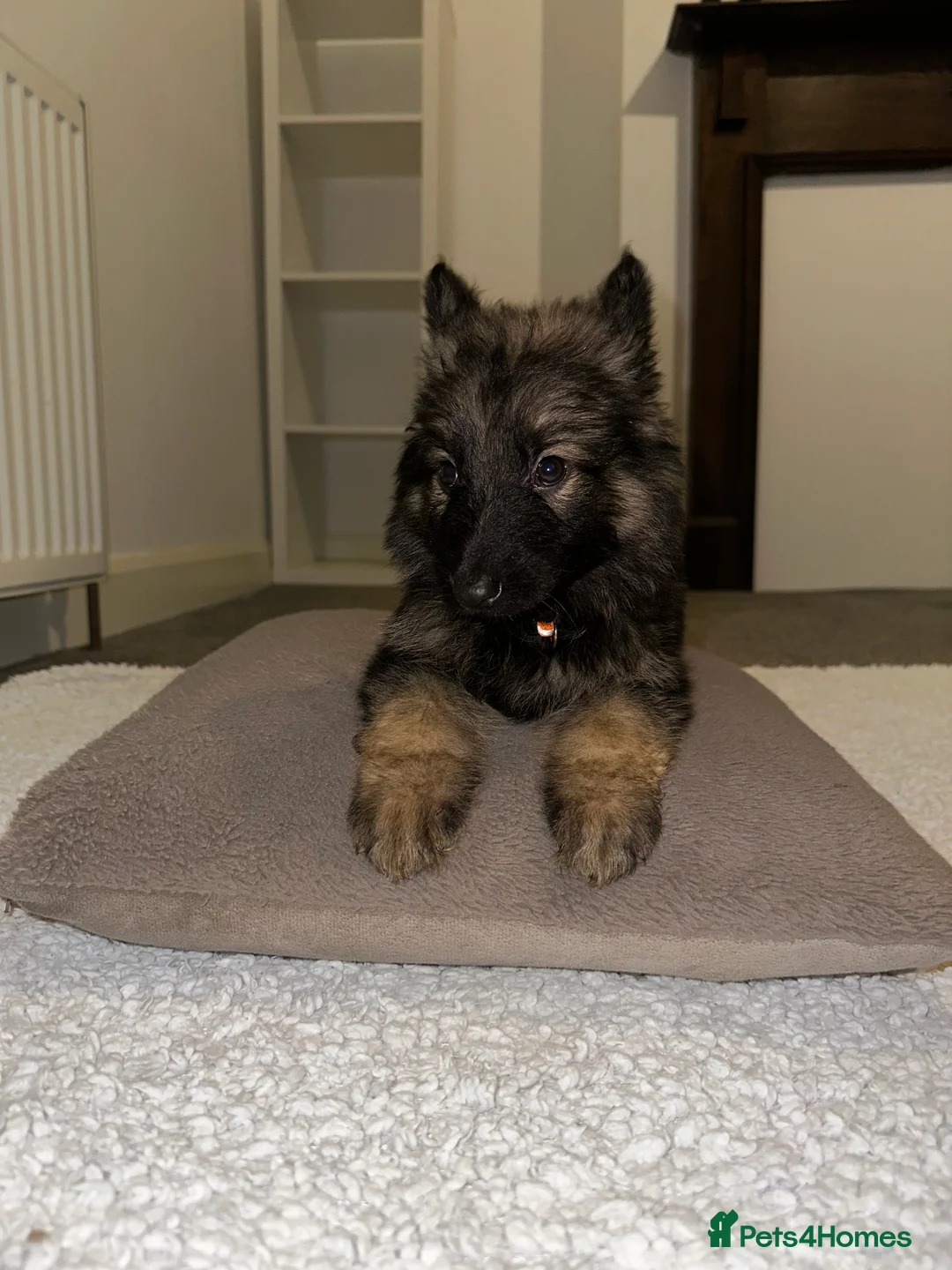 German Shepherd dogs for sale:  Long-Haired German Shepherd Puppies - Advert 15