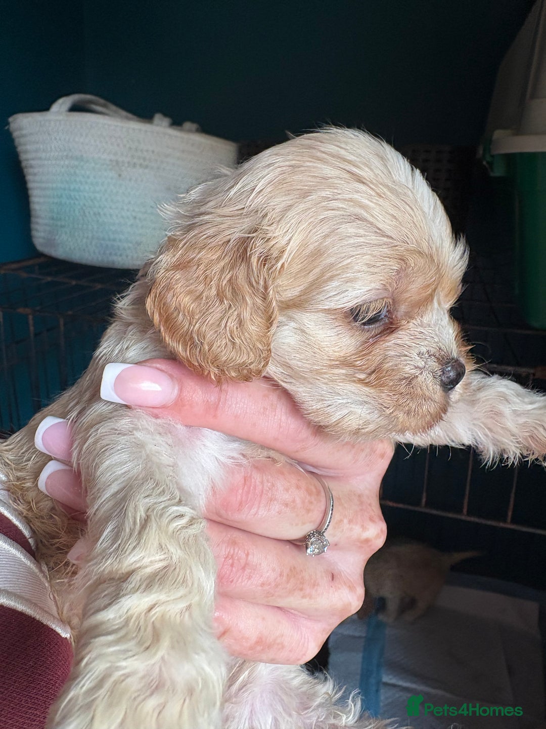 Cockapoo dogs for sale: Beautiful cockapoos - Advert 12