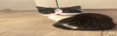 British Longhair Kitten 1