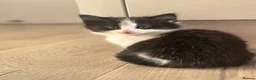 British Longhair cats for sale: 3 adorable kittens ready to go in Hornchurch - Advert 8