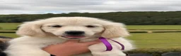 Golden Retriever dogs for sale: Kc registered health tested parents  - Advert 4