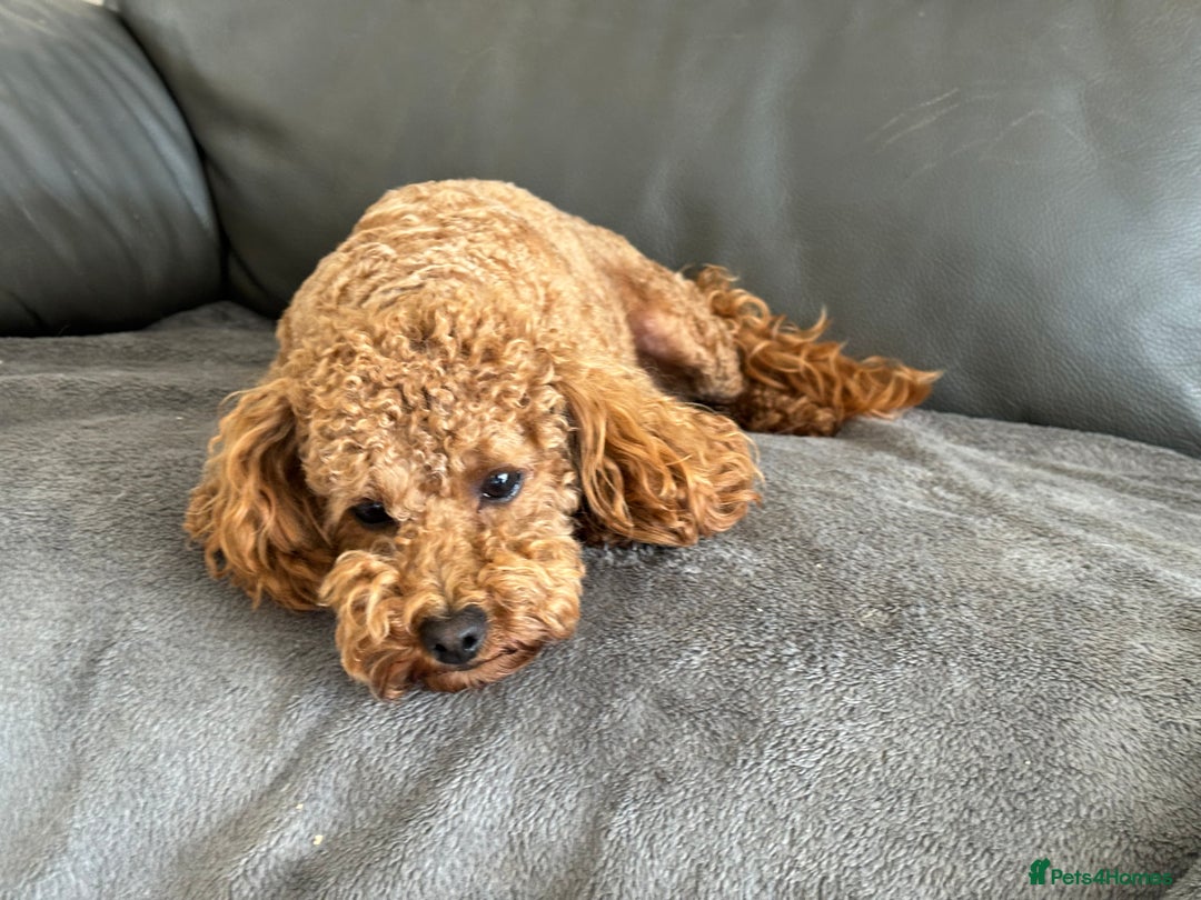 Toy Poodle dogs for sale: KC Toy Poodle Boy - Image 25