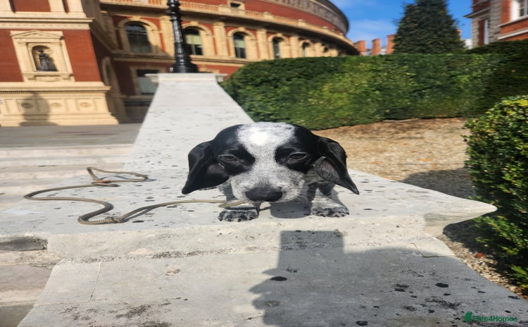 Dachshund dogs - Advert 13
