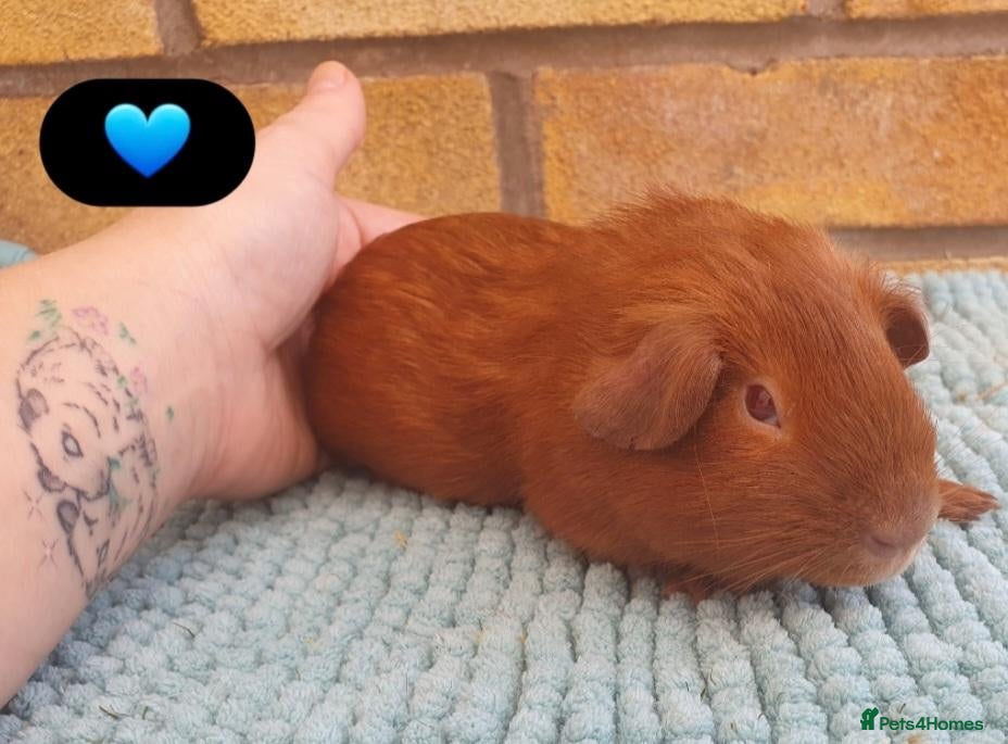 Guinea Pig rodents Beautiful guinea pigs - Advert 2