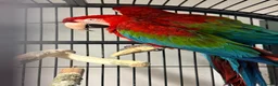 Macaws birds for sale: Macaws  - Advert 1