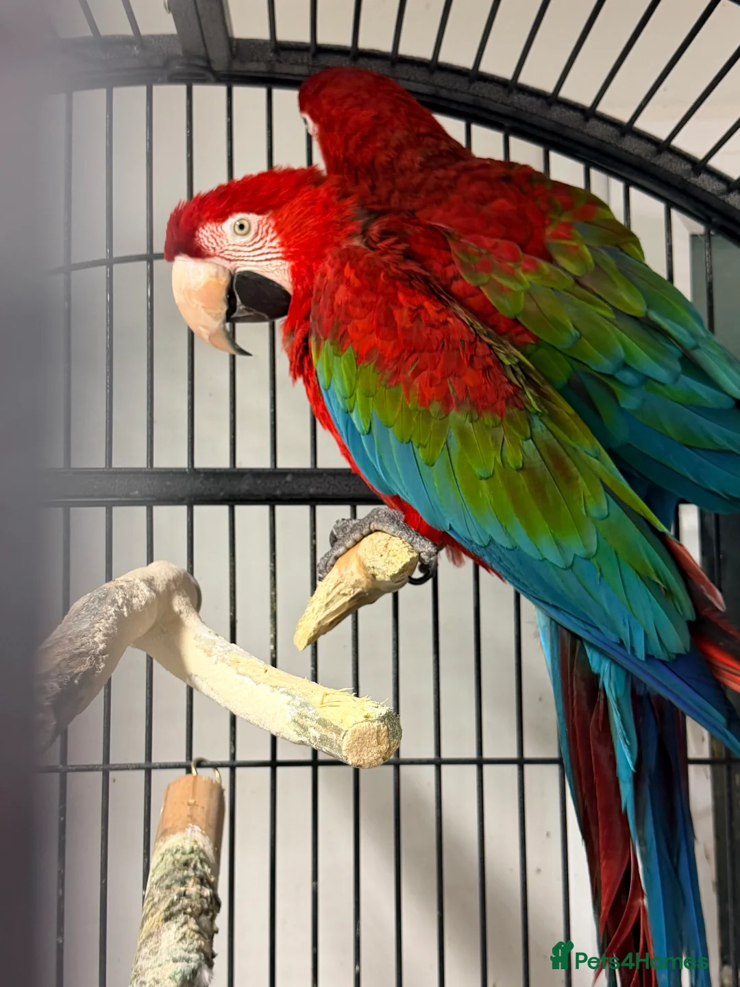 Macaws birds for sale: Macaws  - Advert 1
