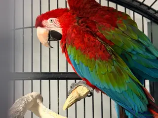 Macaws birds Macaws - Advert 1