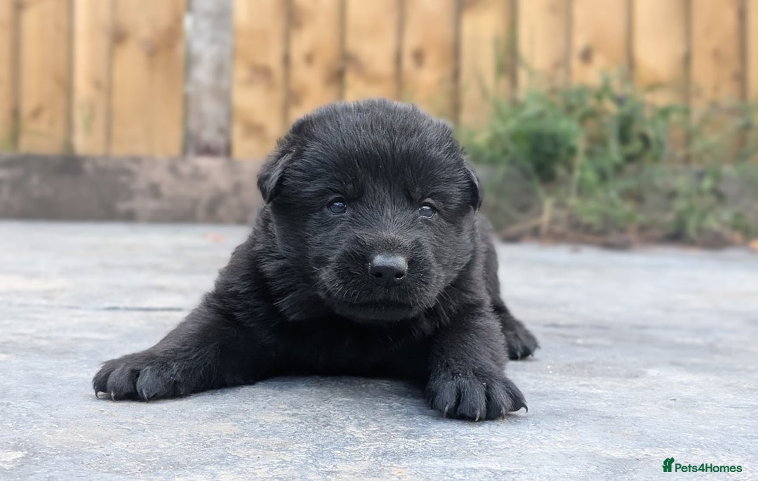 German Shepherd dogs for sale: Gorgeous Black German Shepherd Puppies. - Image 13