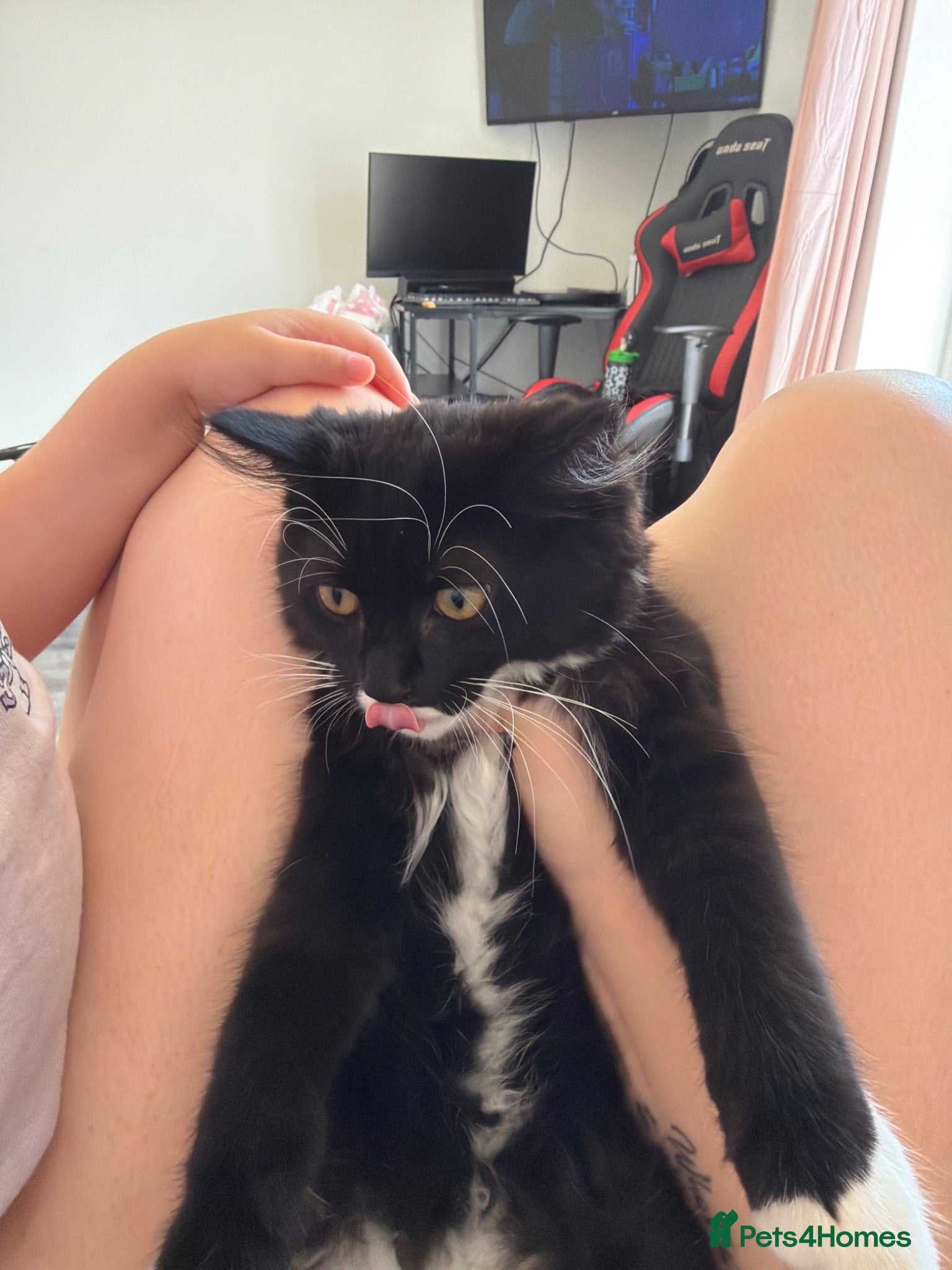 Domestic Shorthair cats Female young cat free to good home - Advert 4