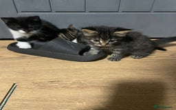 Mixed Breed cats for sale: 2 kittens for sale - Image 10