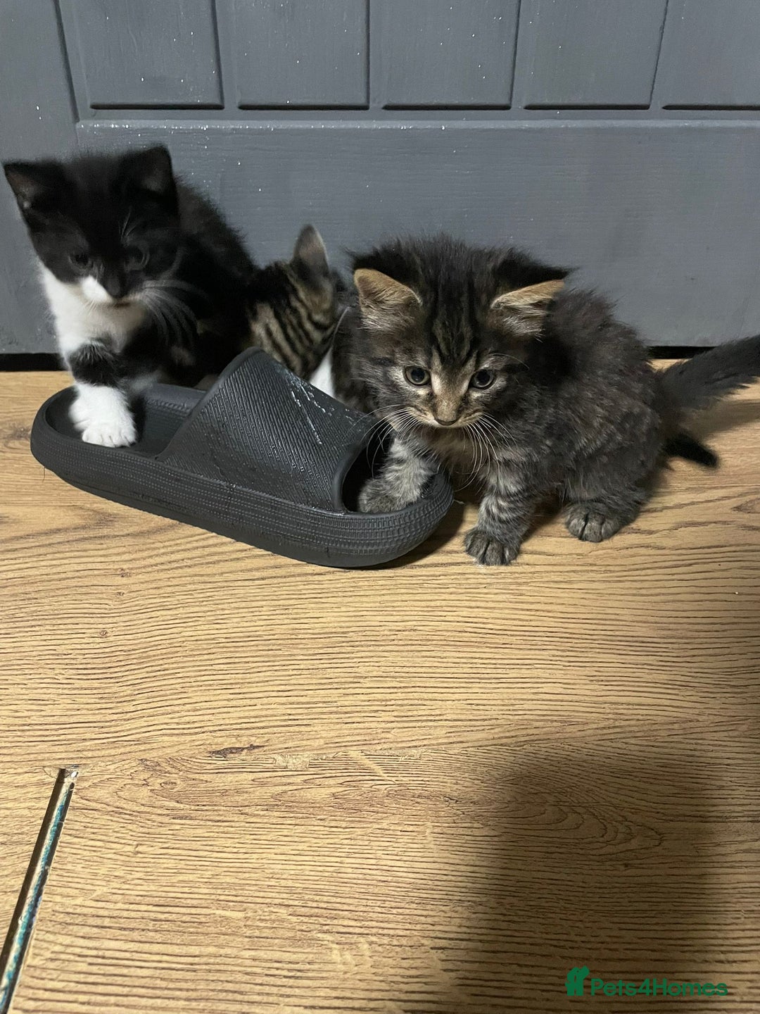 Mixed Breed cats for sale: 2 kittens for sale - Image 10
