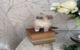 Ragdoll cats for sale: Stunning Registered Ragdoll kittens  - Image 2