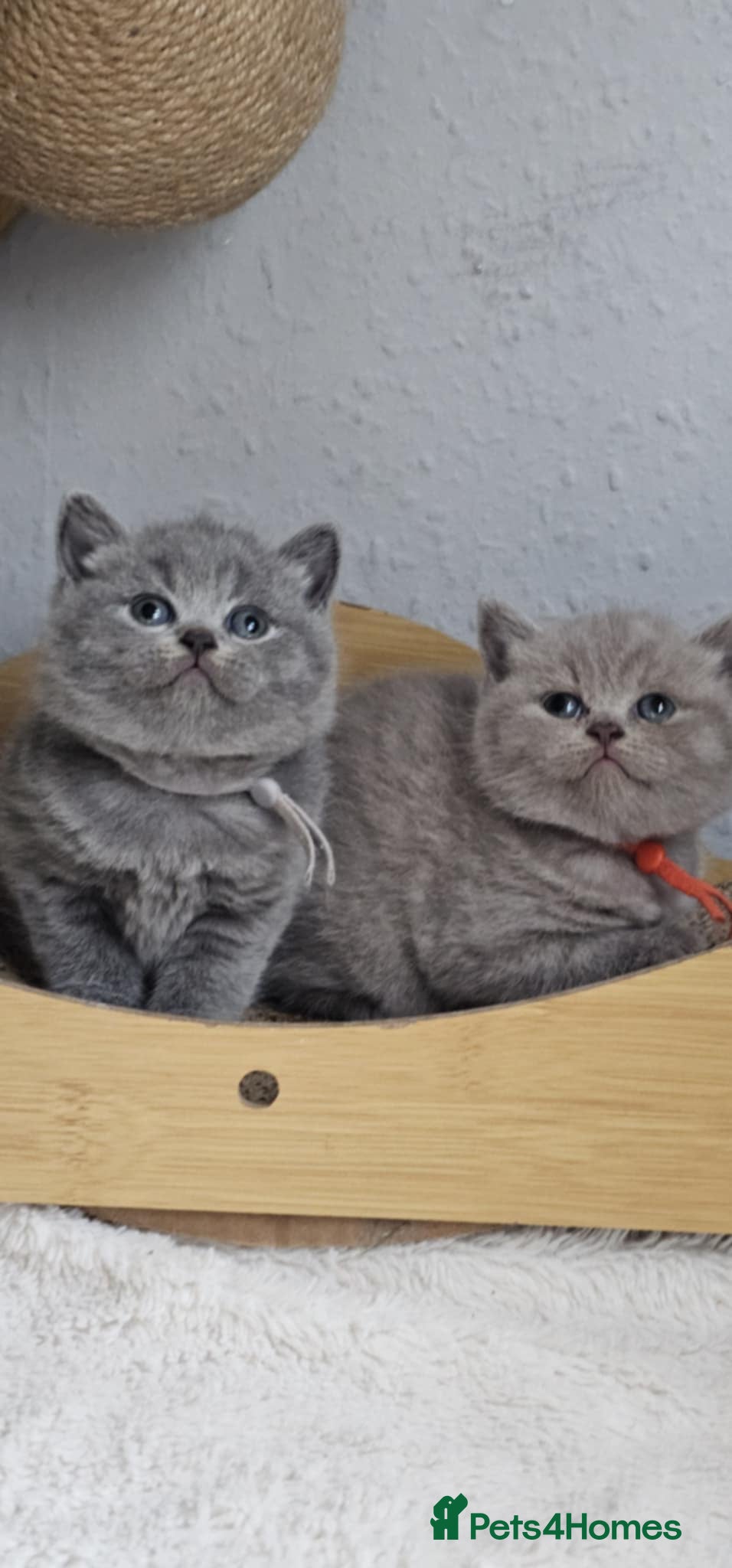 British Shorthair cats British Shorthair Kittens for Sale 🐾 - Advert 15