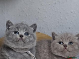 British Shorthair cats British Shorthair Kittens for Sale 🐾 - Advert 15